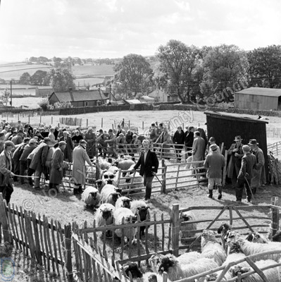 Sheep Sale, Malham